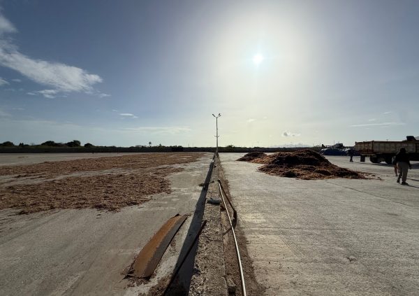 Venezuela: Seaweed spread over the concrete drying yard at TIDE, Venezuela, where moisture is monitored for quality control.
