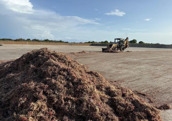 Venezuela: At TIDE, Venezuela, mechanical equipment helps spread and turn the seaweed piles to maintain even drying across the facility.