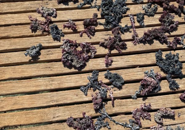 Venezuela: Sun-drying harvested seaweed on wooden racks in Venezuela.