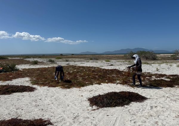 Venezuela: In other Venezuelan regions, farmers lay seaweed directly on sandy flats to bleach under the sun and achieve consistent coloration.