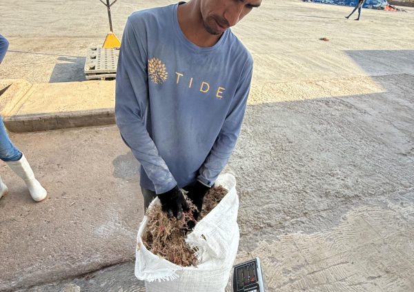 Venezuela: Weighing dried seaweed at TIDE’s facility prior to international sale.