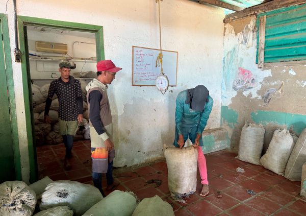 Venezuela: Local buyer collects and weighs dried seaweed at a coastal collection point.