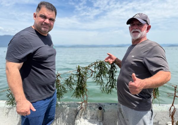Brazil: Second generation shellfish farmers turned to seaweed and are now the largest buyer and processor of seaweed in Santa Catarina.