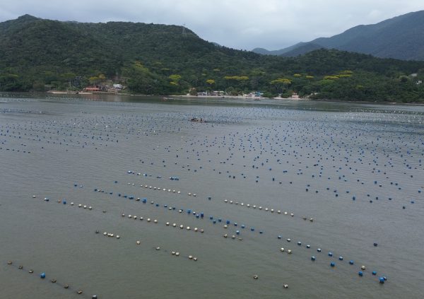 Brazil: In Santa Catarina, seaweed farms expand across calm waters, operated by experienced aquaculture families shifting from mussels to macroalgae.