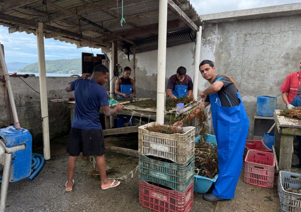 Brazil: Young farmers in Santa Catarina embrace seaweed, seen as simpler and more profitable than mussel farming.