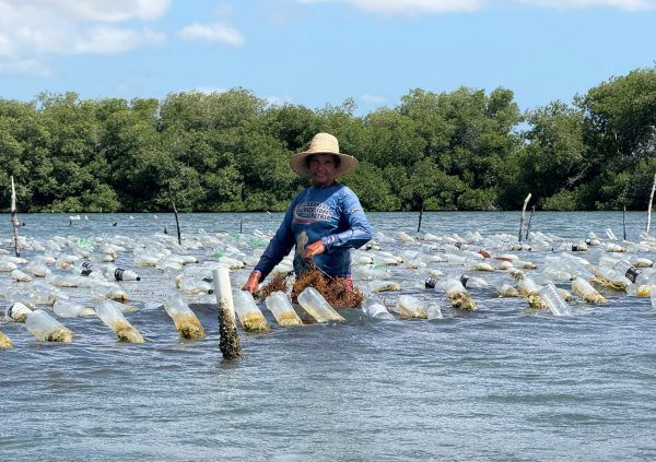 Venezuela: An independent community farmer gathers seaweed grown in floating lines.
