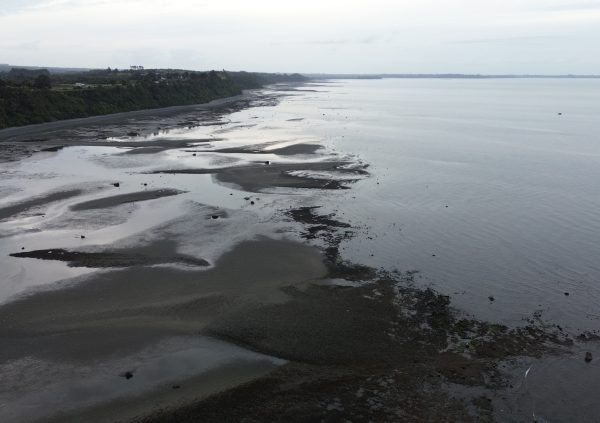 Low tide reveals the sandy, firm substrates ideal for Pelillo attachment along the Maullín estuary shoreline.