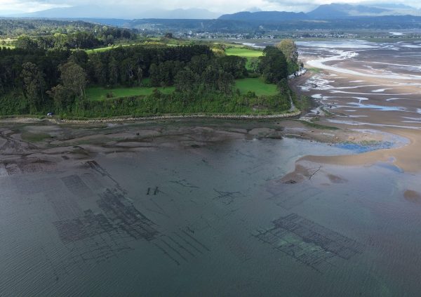 Grid-like seaweed plots visible at low tide; firm substrate supports consistent Pelillo cultivation.