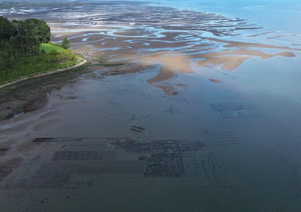 Expansive tidal flats in Pudeto estuary, prime for seasonal Pelillo sowing and harvest activities.
