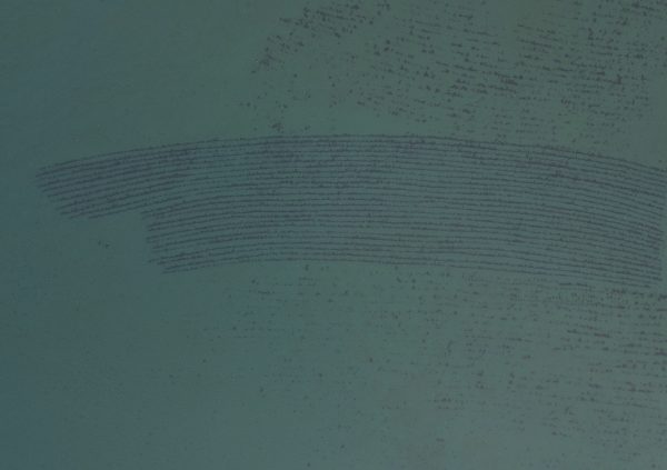 Gracilaria farmed directly on the seabed, forming dense and uniform rows.