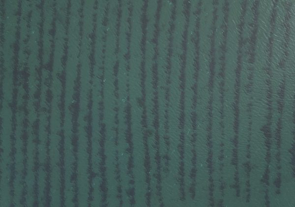 Dense seabed cultivation of Gracilaria in grid formation, requiring no floats or longline structures