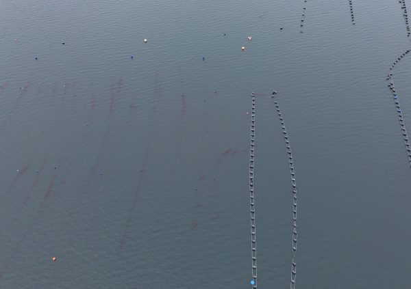 Gracilaria cultured in seabed rows on the left; mussel longlines with floats on the right side of the image.