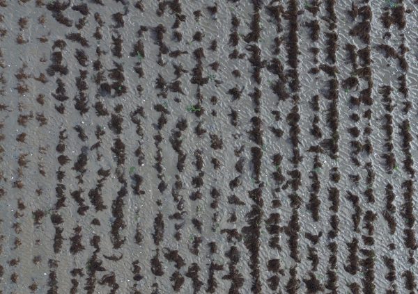 Bottom culture patterns, Gracilaria, form dark rows anchored directly to the substrate in intertidal zones.