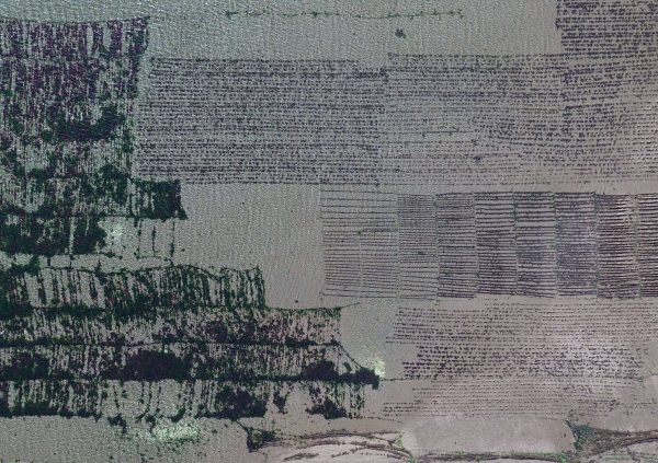 Mixed patch of traditional seabed plots, showcasing variable density and arrangement across the tidal flat.