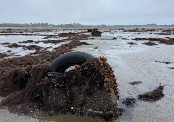 Concrete blocks, often repurposed with tires, are used as anchors for intertidal Gracilaria lines.