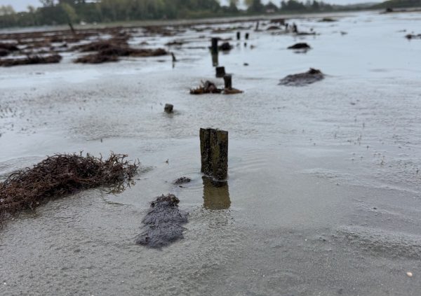Wooden stakes embedded in the seabed serve as low-tech anchors for bottom culture seaweed lines.