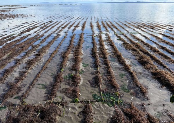Fixed off bottom systems use polypropylene ropes as a substrate for the algae.