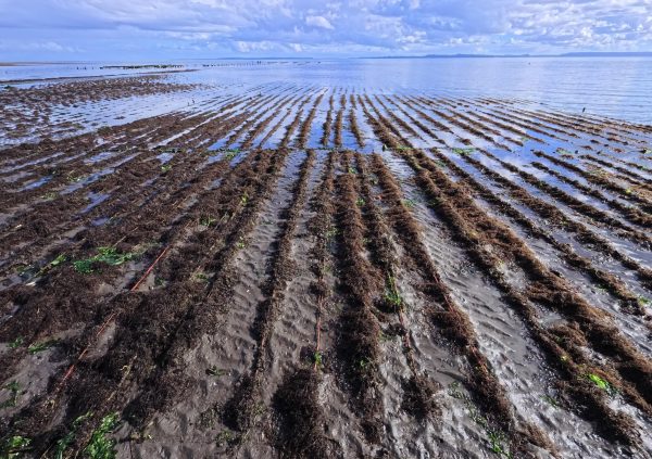 Bottom culture patterns, Gracilaria arranged in neat rows directly on the seabed, exposed at low tide.