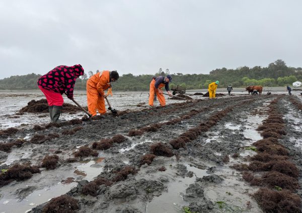 A 30+ year old seeding method adapted for Chiloe's unique intertidal farming sites.