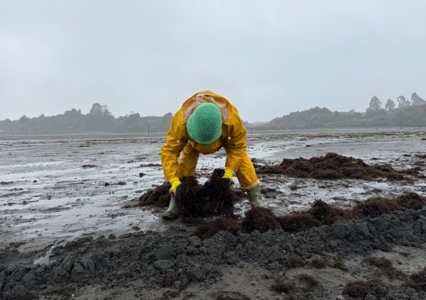Manual seeding in muddy substrate using traditional techniques remains widespread in areas where mechanised tools aren’t practical.