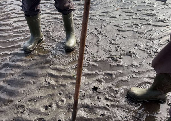 Fork used for direct seeding.