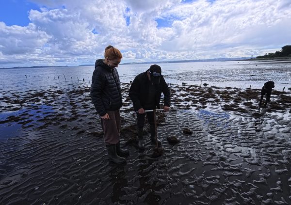 Farmers use a fork to insert Gracilaria fragments deeper into the sediment, improving holdfast contact and establishment.