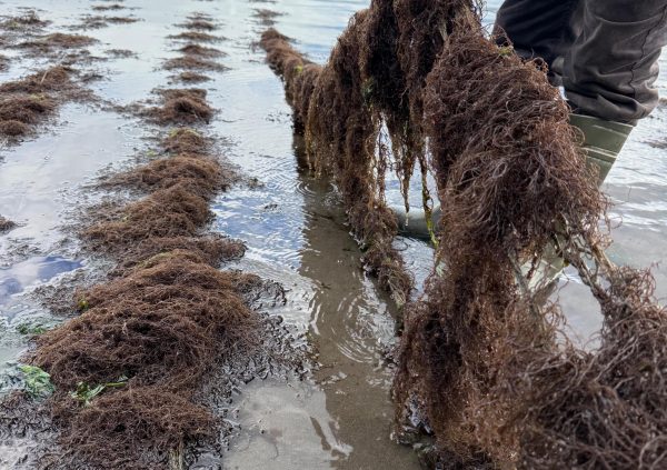 Manual lifting of seeded lines allows for epiphyte detection, growth assessment, and biomass thinning as part of routine farm checks.