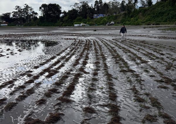 Farmers walk lines during low tide to inspect biomass, remove fouling, and plan upcoming harvesting or reseeding efforts.