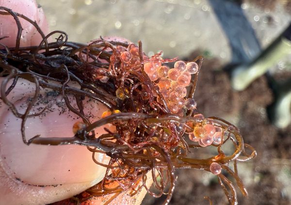 Cluster of fish eggs entangled in Gracilaria beds, a common ecological role not considered a threat to cultivation.