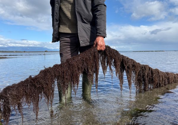 Hands-on evaluation of biomass density supports key grow-out decisions, harvest timing, reseeding needs, and biofouling control strategies.