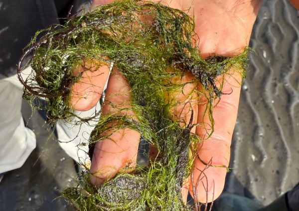 Filamentous algae removed from the culture.