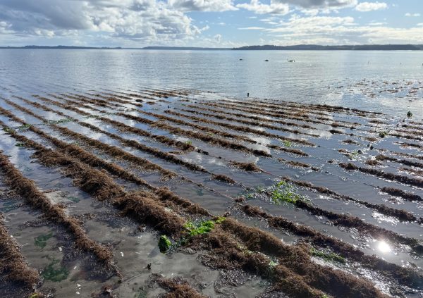 Filamentous algae highly present on the cultivated lines.