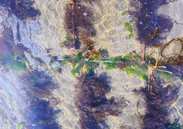Other algae such as Ulva seasonally settle on cultivation lines.