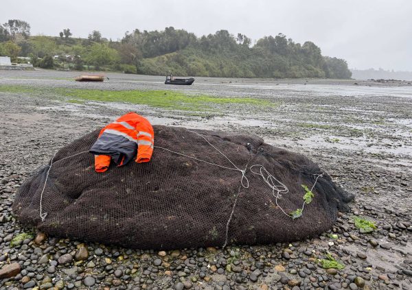 Biomass packed in nets.