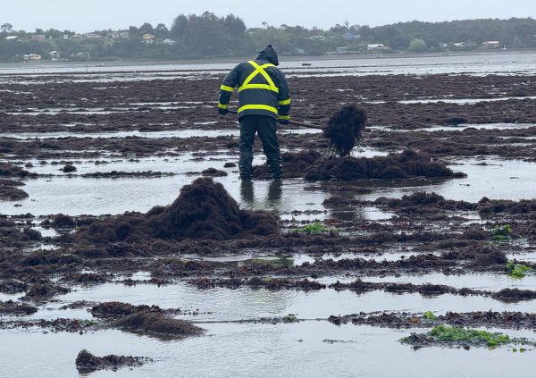 Collected biomass is heaped manually with tools for easier pick-up by carts or rafts at high tide.