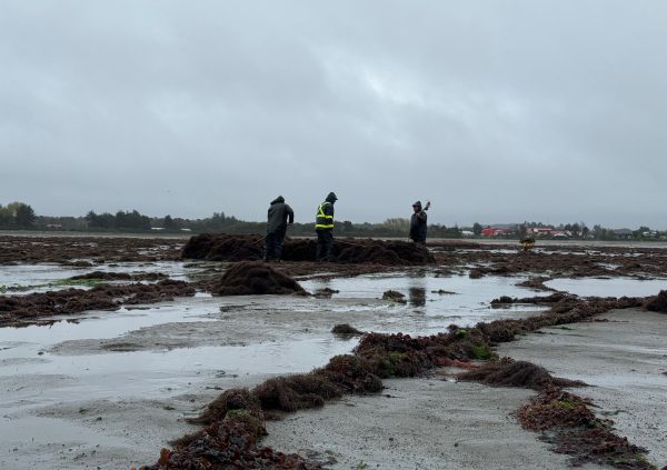 Workers gather and pile harvested Gracilaria after partial cutting, allowing regrowth.