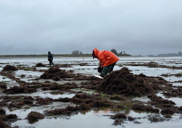 Manual harvesting during low tide; biomass is gathered into mounds for later transport to shore.