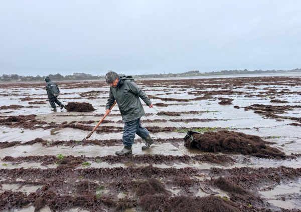 Workers drag netted biomass toward transport points, syncing with the short window of low tide.