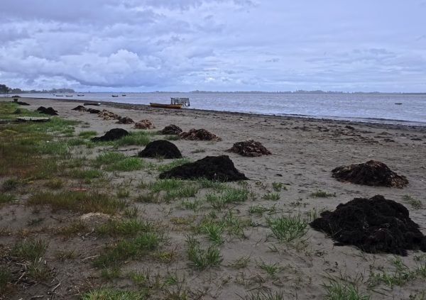Freshly harvested Gracilaria sorted on shore; piles reflect different epiphyte loads and harvesting areas.