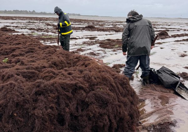 Piles of Gracilaria on the beach, where the product is sold in sacks or bins to buyers or intermediaries.