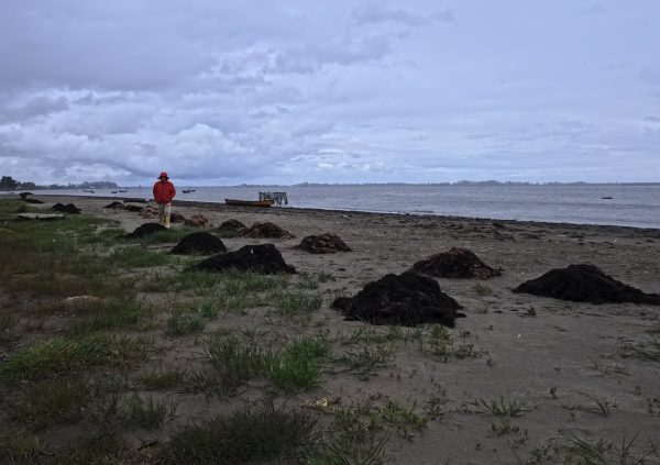 Small-scale cultivators harvesting Gracilaria at the beach, a common point of sale for wet biomass.